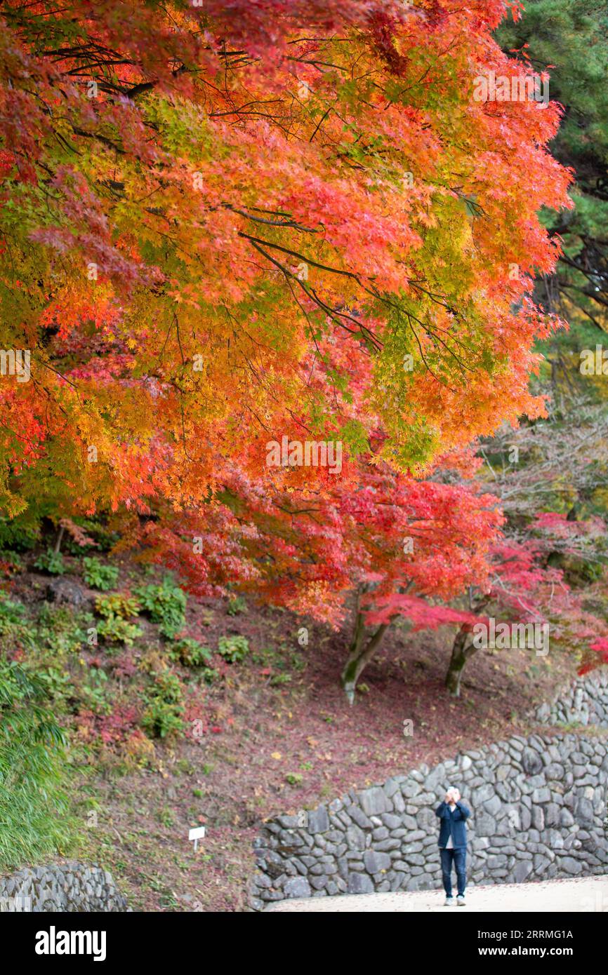 221028 -- ANDONG, 28 octobre 2022 -- Un touriste prend des photos de feuilles d'automne à Andong, province du Gyeongsang du Nord, Corée du Sud, le 28 octobre 2022. CORÉE DU SUD-ANDONG-PAYSAGE D'AUTOMNE WangxYiliang PUBLICATIONxNOTxINxCHN Banque D'Images