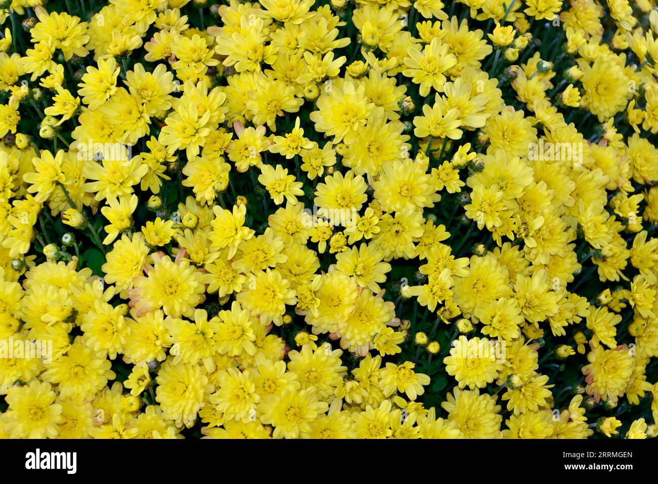 Chrysanthème jaune en fleur Banque D'Images