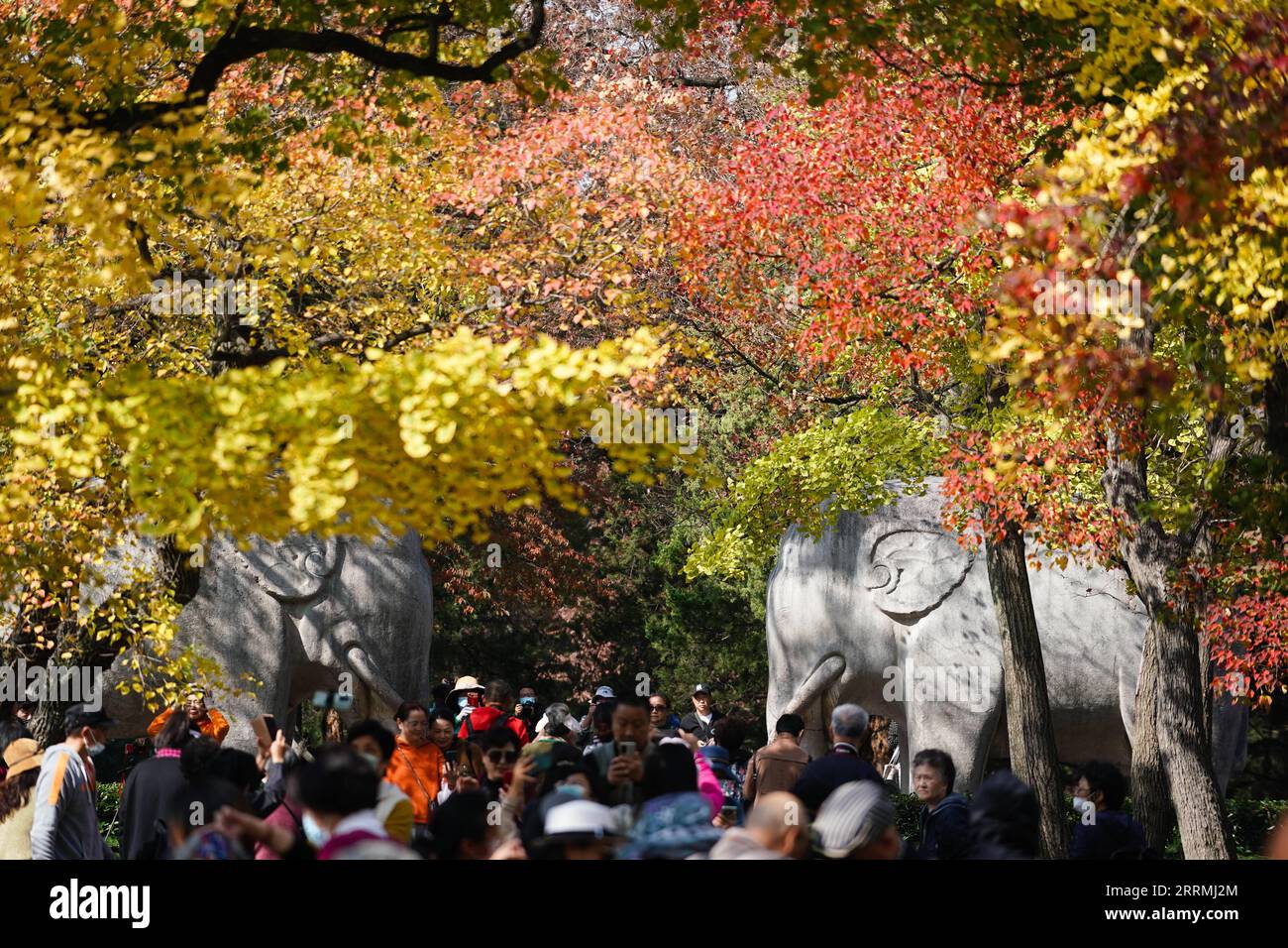 221101 -- NANJING, le 1 novembre 2022 -- les gens visitent le mausolée impérial Xiaoling, le lieu de sépulture de l'empereur fondateur de la dynastie Ming en 1368-1644, Zhu Yuanzhang, à Nanjing, dans la province du Jiangsu de l'est de la Chine, le 1 novembre 2022. CHINA-JIANGSU-NANJING-AUTUMN-SCENERY CN JIXCHUNPENG PUBLICATIONXNOTXINXCHN Banque D'Images