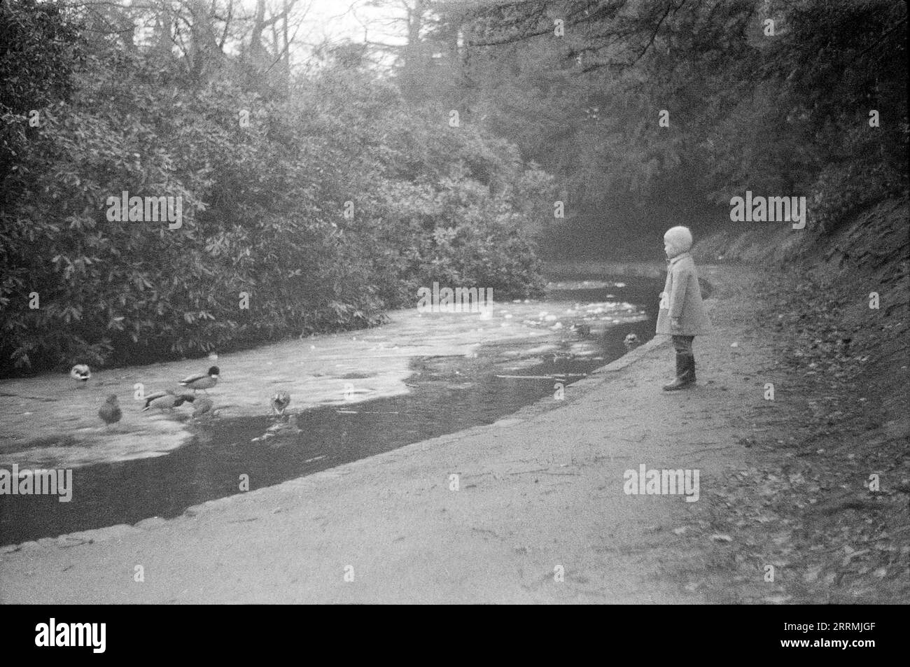 Angleterre. c.1960 – Un jeune garçon portant un pardessus, des bottes wellington et un chapeau de laine tricoté se tient au bord d’un étang gelé, regardant des canards marcher sur sa surface. Banque D'Images