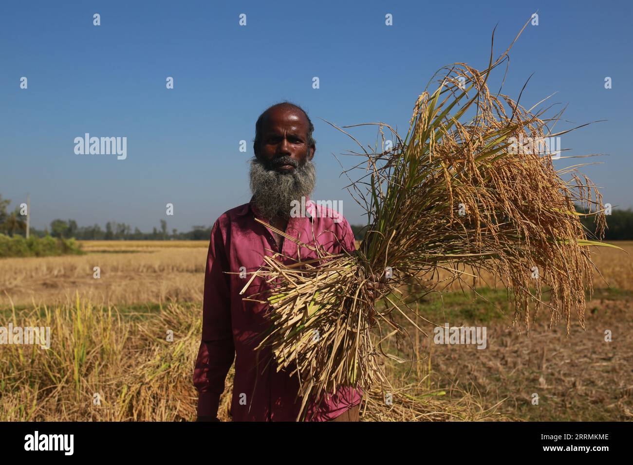 SHERPUR, BANGLADESH- 1 DÉCEMBRE 2021 : un agriculteur pose alors qu'il tient du paddy pendant la récolte à Sherpur, Bangladesh, le 1 décembre 2021. Banque D'Images
