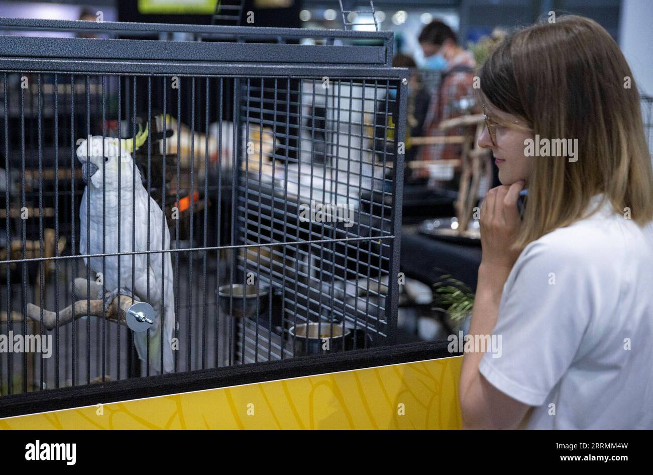 221105 -- SYDNEY, le 5 novembre 2022 -- Une fille regarde un cacatoès exposé lors d'une exposition nationale pour animaux de compagnie à Sydney, Australie, le 5 novembre 2022. AUSTRALIE-SYDNEY-PET-SHOW BaixXuefei PUBLICATIONxNOTxINxCHN Banque D'Images