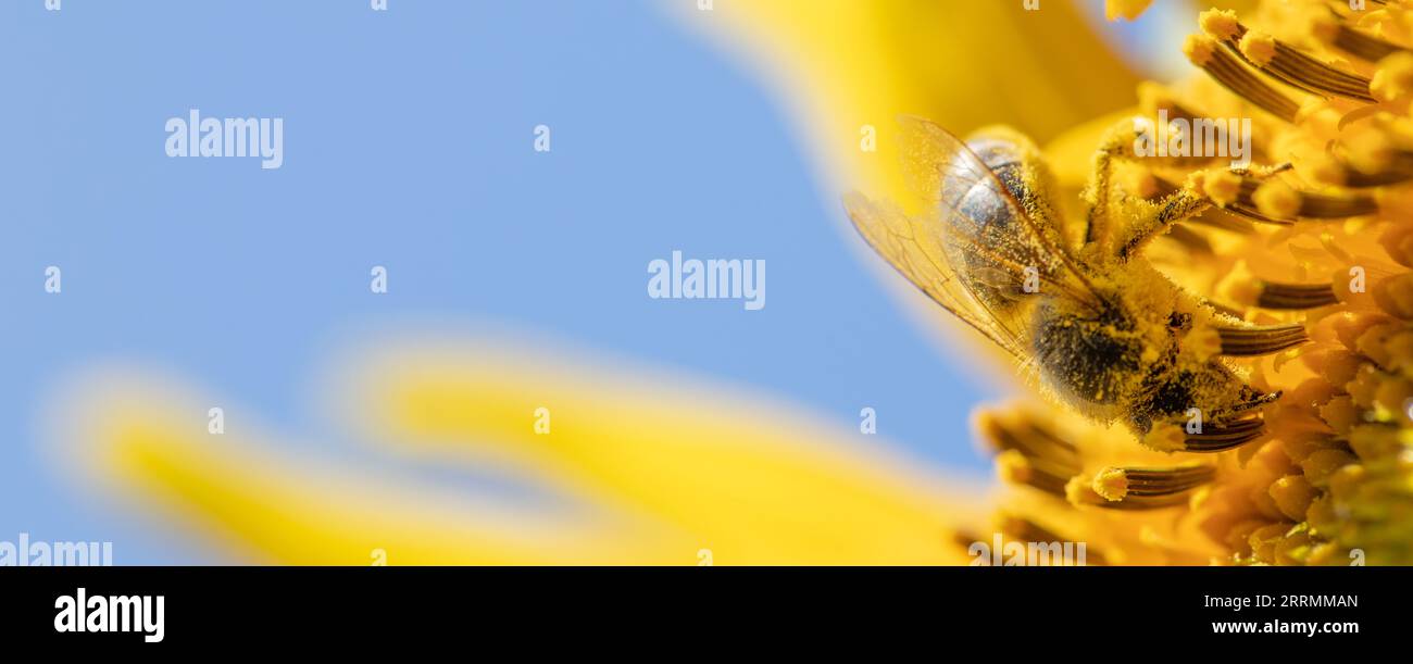 Rapprochez-vous de la nature : Sunflower Bee dans une mise au point sélective Banque D'Images