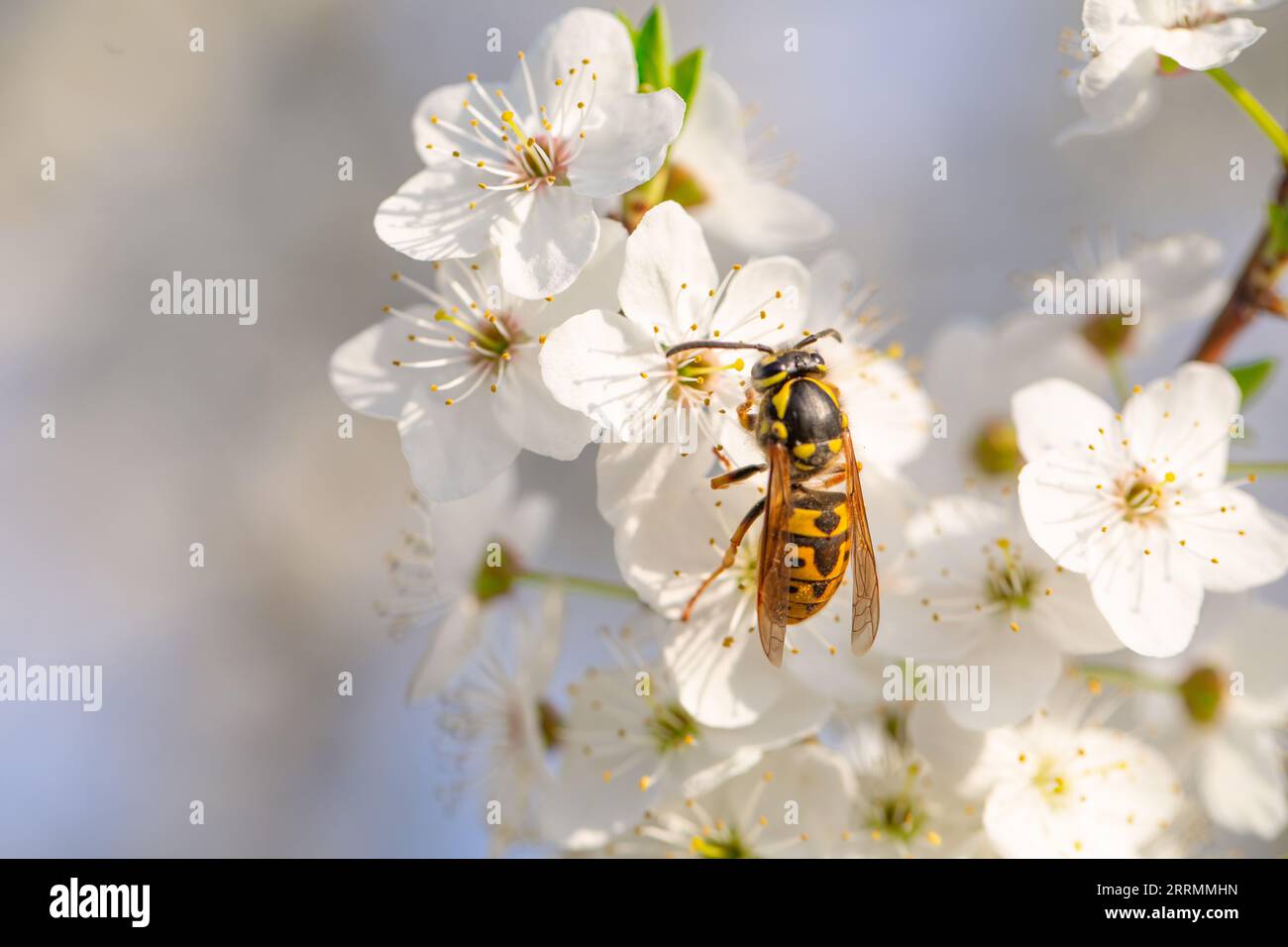 Wasp in Focus : une macro intrigante prise sur une fleur d'arbre blanche Banque D'Images