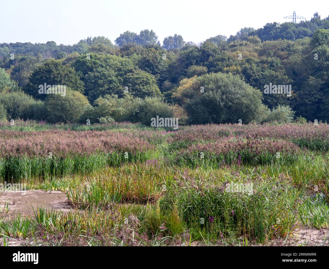 Prairie humide à Rodley nature Reserve, Leeds, Angleterre Banque D'Images