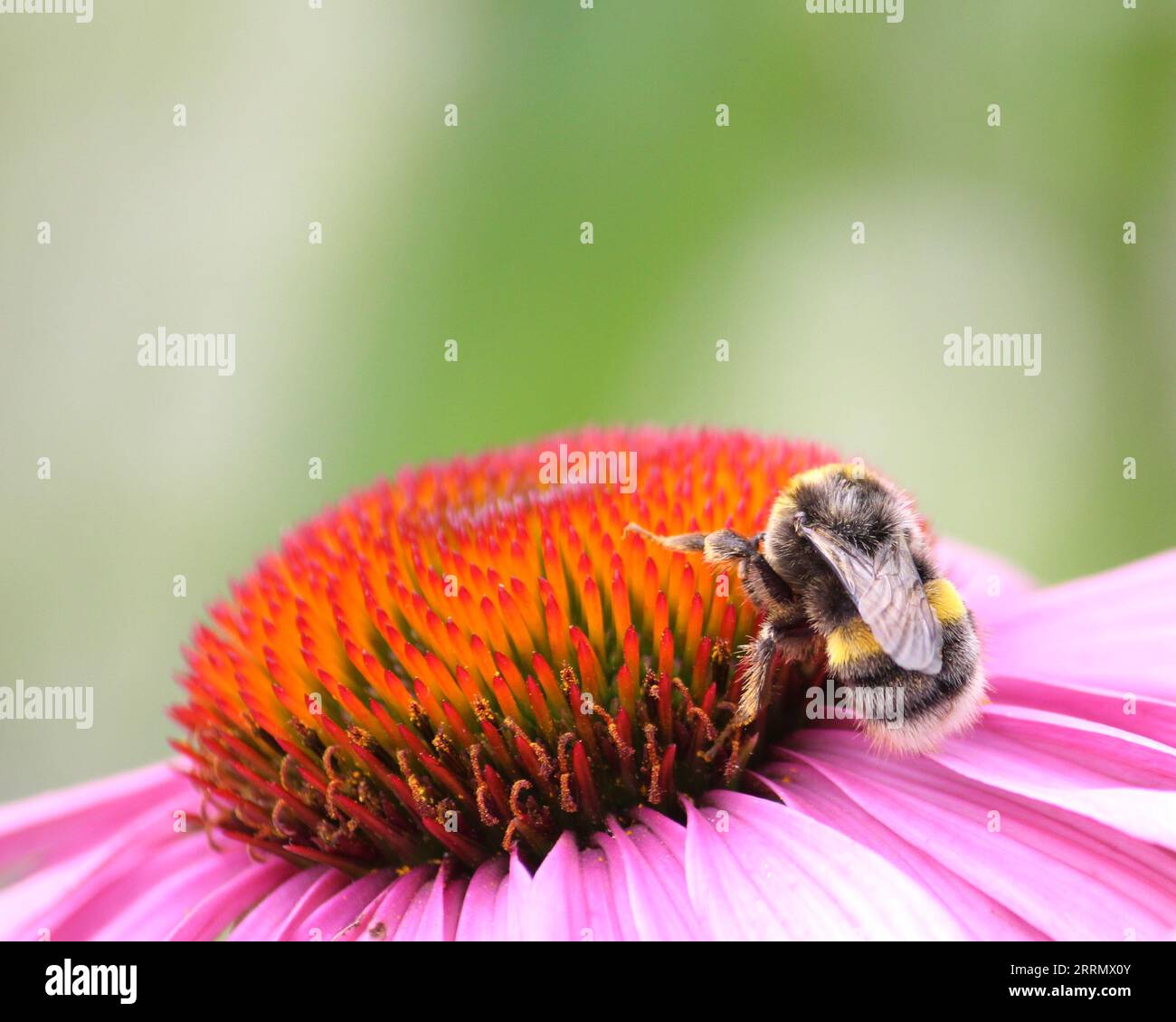 Bourdon sur une fleur d'échinacée Banque D'Images
