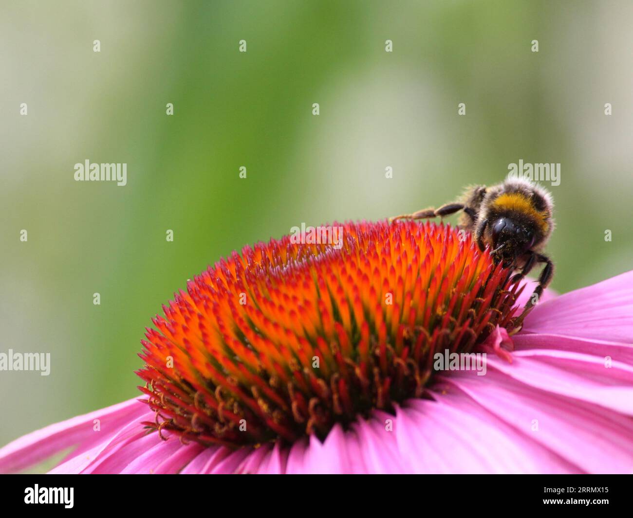 Bourdon sur une fleur d'échinacée Banque D'Images