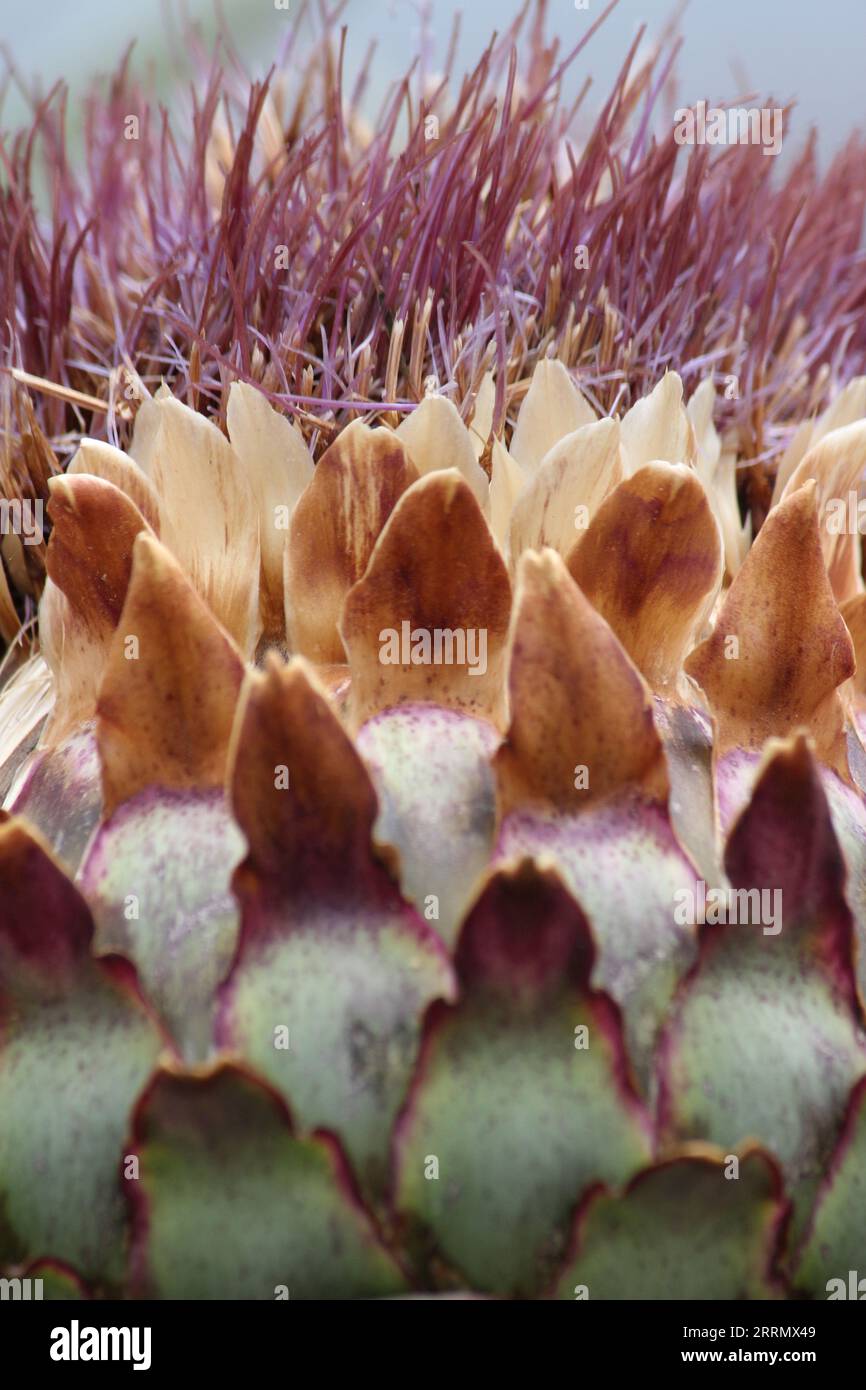 Tête de fleur d'artichaut (Cynara scolymus) Banque D'Images