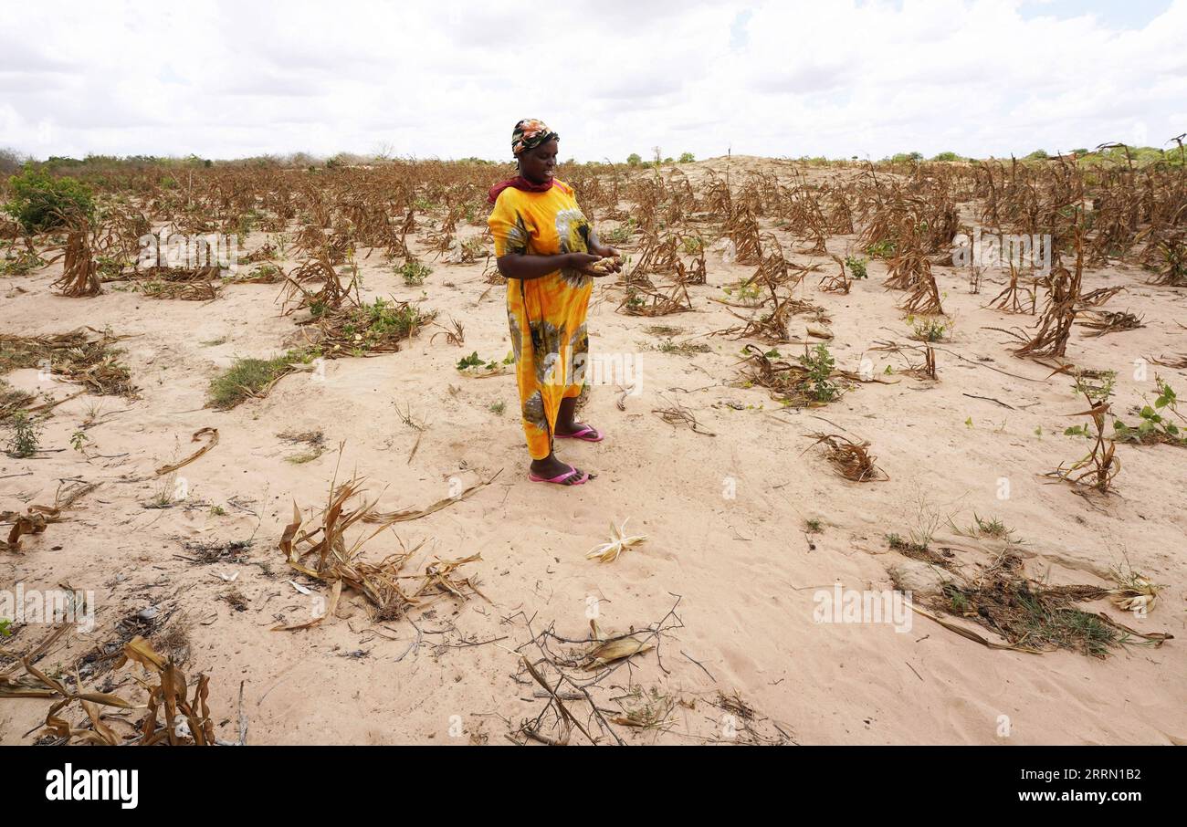 221127 -- KAMPALA, le 27 novembre 2022 -- Villager Caroline se trouve dans un champ de maïs frappé par la sécheresse dans la sous-localité de Kidemu, dans le comté de Kilifi, au Kenya, le 23 mars 2022. Xinhua Headlines : l'Afrique encourage les actions climatiques plutôt que les promesses non tenues, deux poids deux mesures DongxJianghui PUBLICATIONxNOTxINxCHN Banque D'Images