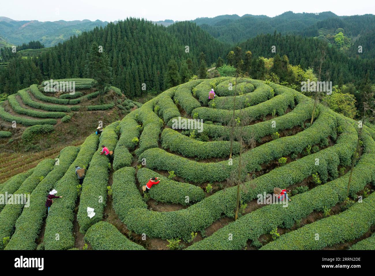 221201 -- CHENGDU, 1 décembre 2022 -- cette photo aérienne prise le 30 mars 2022 montre des cultivateurs de thé en coopération avec Zhang Yuehua cueillir des feuilles de thé fraîches dans un jardin de thé dans le district de Mingshan de la ville de ya an, dans le sud-ouest de la Chine, province du Sichuan. Zhang, né en 1959, est un héritier représentatif de la technique de fabrication du thé vert. Bénéficiant d'une longue histoire de la culture du thé, ya an est le berceau des techniques de fabrication du thé noir et du thé vert. Héritées de générations de fabricants de thé, ces deux techniques sont désormais répertoriées comme patrimoine culturel immatériel au niveau national. SICHUANMOSAICS CHINA-SICHUAN-YA AN-TEA MAKIN Banque D'Images