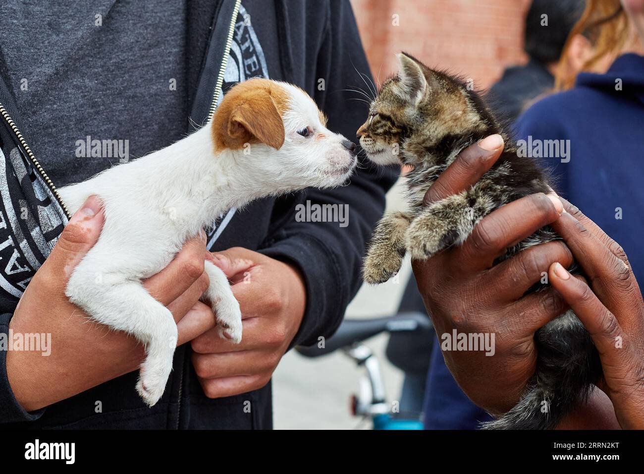 Venice, Californie, États-Unis. 15 avril 2014. Un chiot et un chaton se rendent visite sur la promenade de Venice Beach. (Image de crédit : © Ian L. Sitren/ZUMA Press Wire) USAGE ÉDITORIAL SEULEMENT! Non destiné à UN USAGE commercial ! Banque D'Images