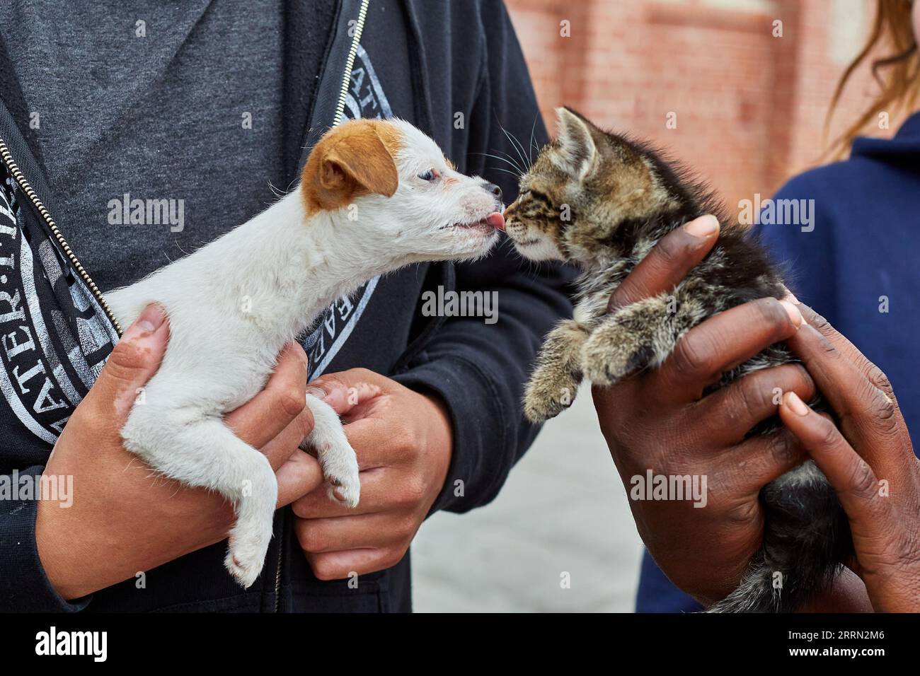Venice, Californie, États-Unis. 15 avril 2014. Un chiot et un chaton se rendent visite sur la promenade de Venice Beach. (Image de crédit : © Ian L. Sitren/ZUMA Press Wire) USAGE ÉDITORIAL SEULEMENT! Non destiné à UN USAGE commercial ! Banque D'Images