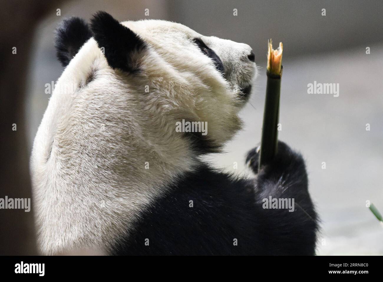 221222 -- XINING, le 22 décembre 2022 -- Un panda géant mange du bambou à la maison Xining Panda à Xining, capitale de la province du Qinghai au nord-ouest de la Chine, le 22 décembre 2022. CHINE-QINGHAI-XINING-GÉANT PANDA CN WUXGANG PUBLICATIONXNOTXINXCHN Banque D'Images