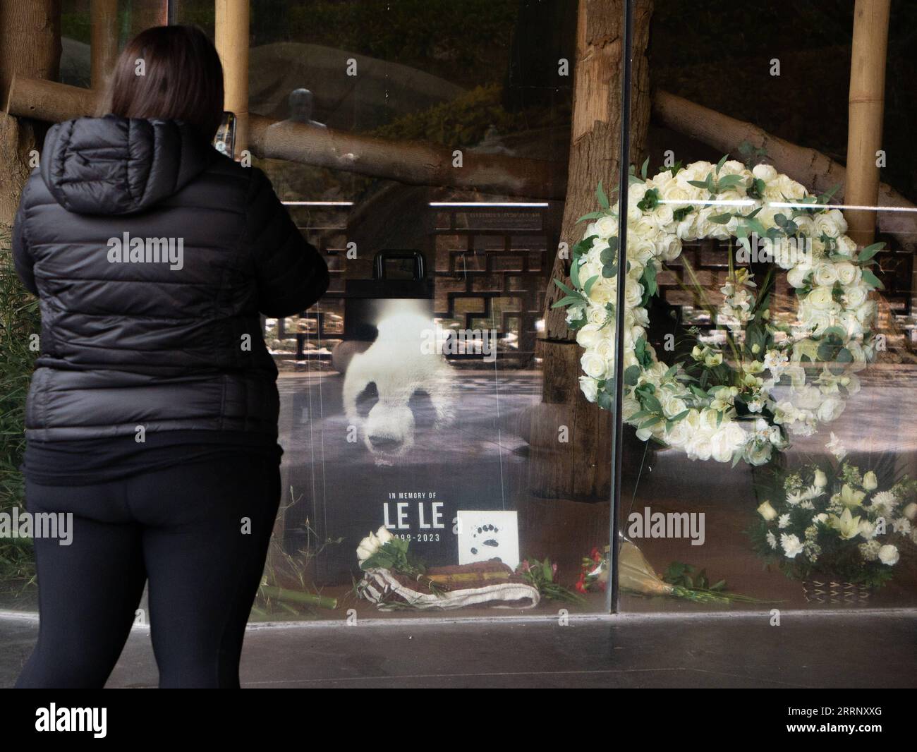 230205 -- WASHINGTON, D.C., le 5 février 2023 -- Une femme prend des photos devant une image du panda géant le le au zoo de Memphis à Memphis, aux États-Unis, le 4 février 2023. Le zoo de Memphis à Memphis, dans l'État américain du Tennessee, a déclaré vendredi que le panda géant le le était mort. Le le, un mâle né en 1998, est venu au zoo de Memphis avec un panda géant femelle, ya ya ya. Photo Adam/Xinhua U.S.-MEMPHIS-CHINA-PANDA-LE-MEMORIAL LiuxJie PUBLICATIONxNOTxINxCHN Banque D'Images