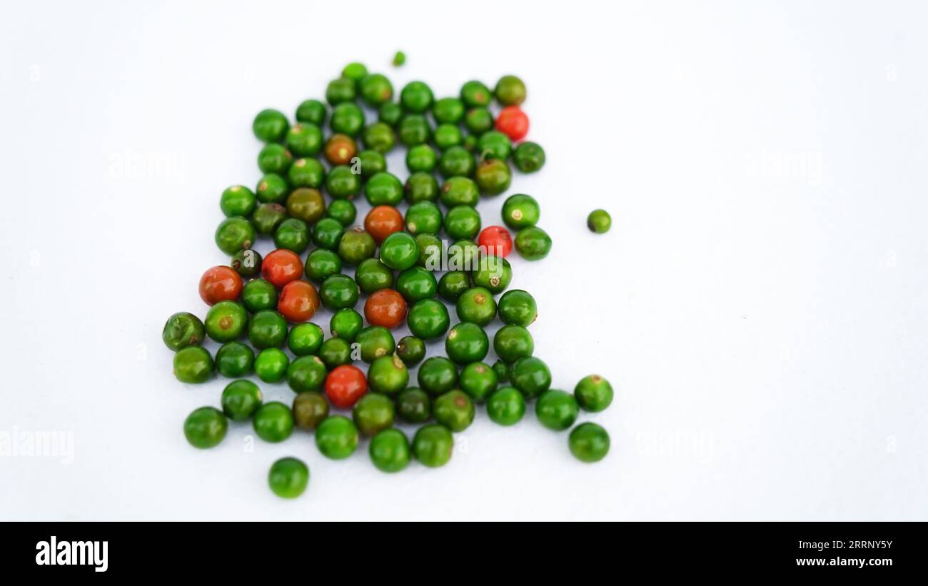 Ashwagandha feuilles vertes fraîches sur la tige, plante aux herbes médicinales, également connue sous le nom de Withania Somnifera, Ashwagandha, ginseng indien, groseille à maquereau poison, or Banque D'Images