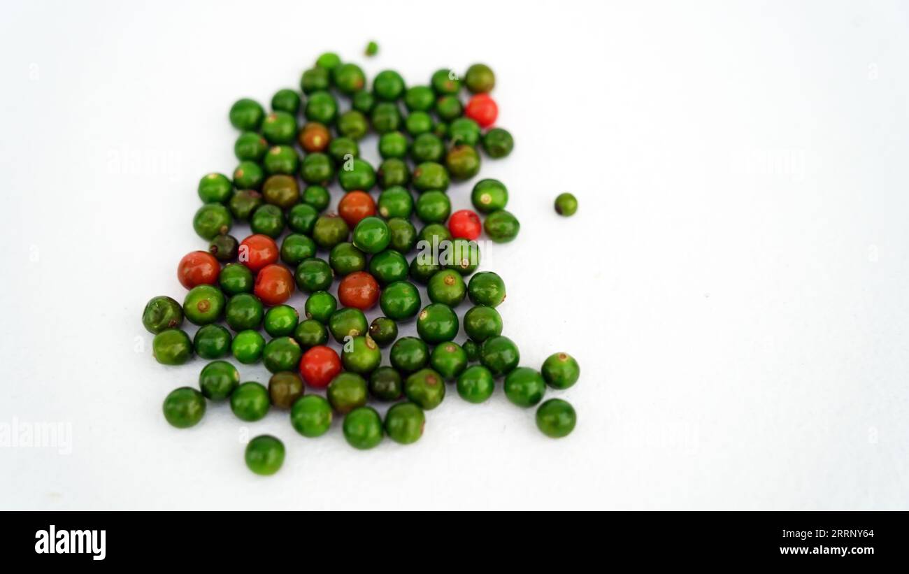 Ashwagandha feuilles vertes fraîches sur la tige, plante aux herbes médicinales, également connue sous le nom de Withania Somnifera, Ashwagandha, ginseng indien, groseille à maquereau poison, or Banque D'Images