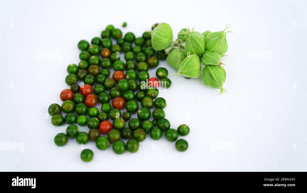 Ashwagandha feuilles vertes fraîches sur la tige, plante aux herbes médicinales, également connue sous le nom de Withania Somnifera, Ashwagandha, ginseng indien, groseille à maquereau poison, or Banque D'Images