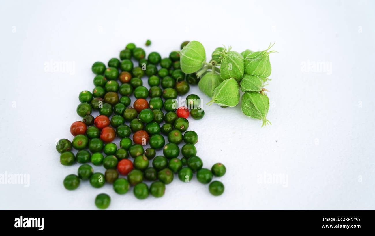 Plante de rappel d'immunité, Withania somnifera, connue communément sous le nom ashwagandha ses racines et orange-rouge fruits ont été utilisés pendant des centaines d'années pour medi Banque D'Images