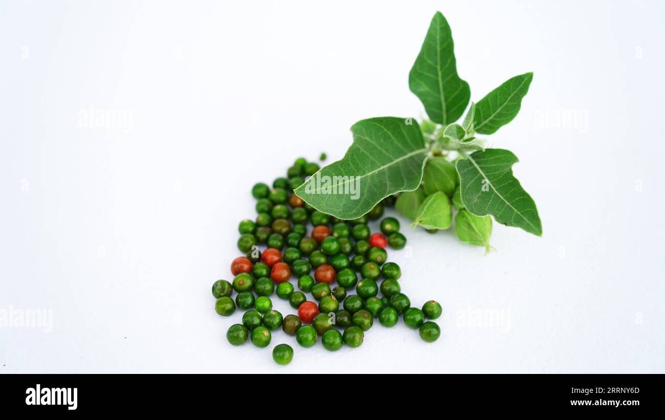 Plante de rappel d'immunité, Withania somnifera, connue communément sous le nom ashwagandha ses racines et orange-rouge fruits ont été utilisés pendant des centaines d'années pour medi Banque D'Images