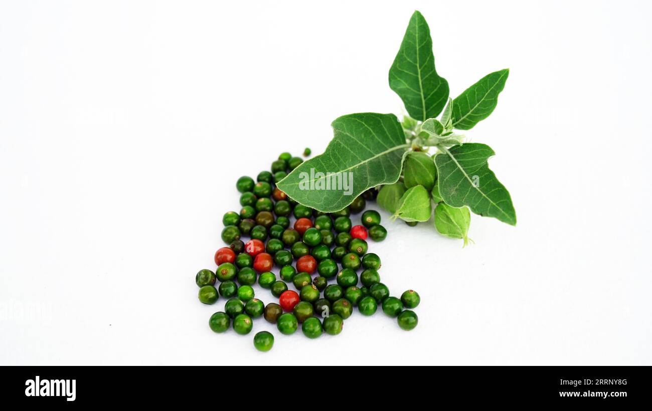 Withania somnifera, communément appelé ashwagandha, ginseng indien, groseille à maquereau poison, ou cerise d'hiver est une plante dans les Solanaceae ou Nightshade Banque D'Images
