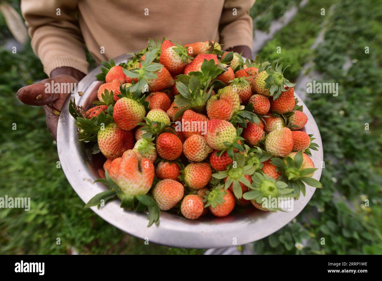 230211 -- ASSAM, le 11 février 2023 -- Un agriculteur montre des fraises fraîchement cueillies dans une ferme de fraises du district de Golaghat, dans l État d Assam, au nord-est de l Inde, le 11 février 2023. Str/Xinhua INDIA-ASSAM-GOLAGHAT-FRAISE-RÉCOLTE JavedxDar PUBLICATIONxNOTxINxCHN Banque D'Images