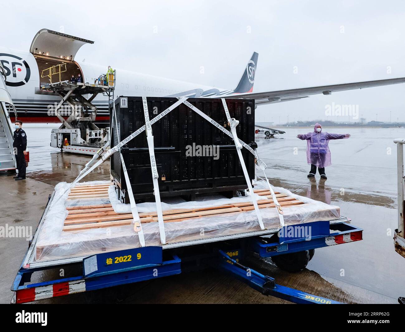 230221 -- CHENGDU, 21 février 2023 -- le panda géant d'origine japonaise Xiang Xiang arrive à l'aéroport international de Chengdu Shuangliu dans la province du Sichuan du sud-ouest de la Chine, le 21 février 2022. Le panda géant femelle Xiang Xiang a quitté mardi matin le zoo d'Ueno à Tokyo au Japon pour retourner en Chine, son pays d'origine. Xiang Xiang est né au zoo d'Ueno en juin 2017 de Shin Shin femelle et RI RI mâle, deux pandas géants prêtés par la Chine, où la propriété sur les petits auxquels ils donnent naissance appartient. Maintenant âgé de cinq ans et huit mois, le panda a atteint sa maturité de reproduction. Considérant l'avenir de Xiang Xia Banque D'Images