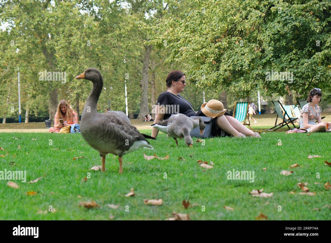 Londres, Royaume-Uni. 8 septembre 2023. Visiteurs à St James's Park lors d'une canicule automnale inattendue alors que les records sont battus avec quatre jours consécutifs dépassant 30 degrés celsius. Crédit : Photographie de onzième heure / Alamy Live News Banque D'Images