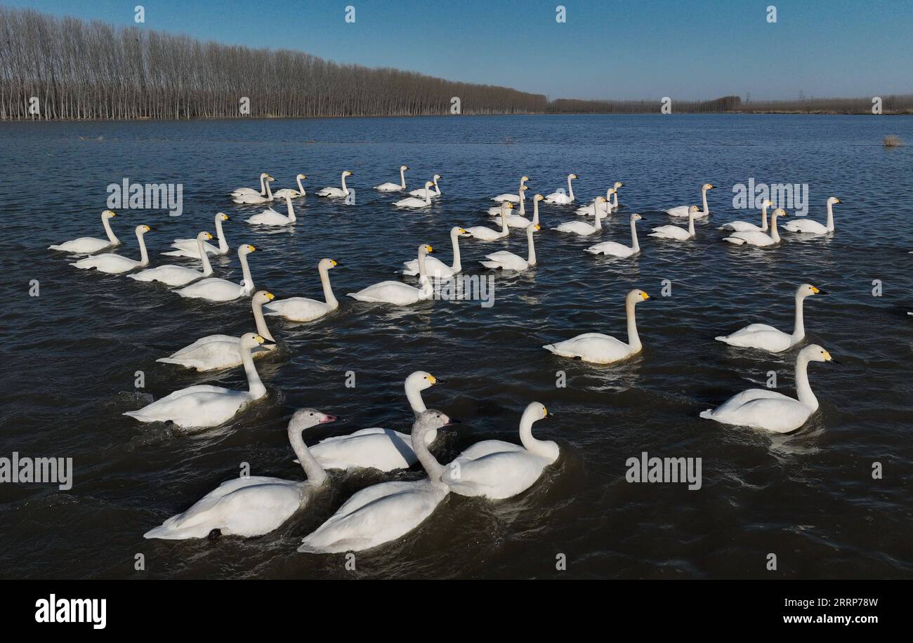 230226 -- TANGSHAN, le 26 février 2023 -- des cygnes sont observés dans la zone humide caoféidienne de Tangshan, dans la province du Hebei, au nord de la Chine, le 25 février 2023. La zone humide caoféidienne, située dans la ville de Tangshan, est un habitat important pour les oiseaux migrateurs. CHINA-HEBEI-TANGSHAN-SWAN CN YangxShiyao PUBLICATIONxNOTxINxCHN Banque D'Images