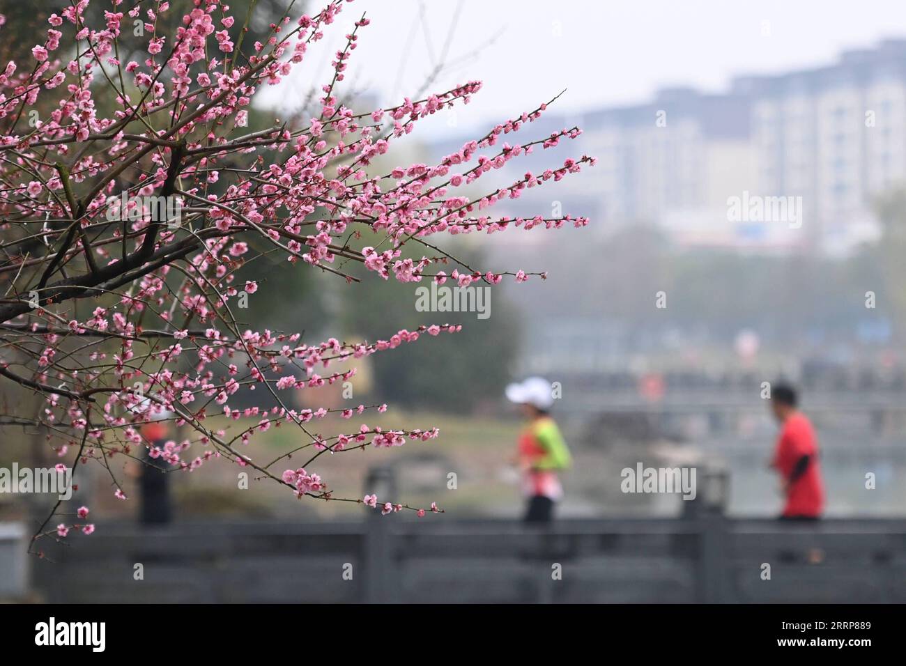 230302 -- HANGZHOU, le 2 mars 2023 -- les joggeurs courent devant les fleurs de prunier au parc Renhu dans le district de Fenghua de Ningbo, dans la province du Zhejiang de l'est de la Chine, le 1 mars 2023. ZhejiangPictorialCHINA-ZHEJIANG-SPRING-SCENERY CN HuangxZongzhi PUBLICATIONxNOTxINxCHN Banque D'Images