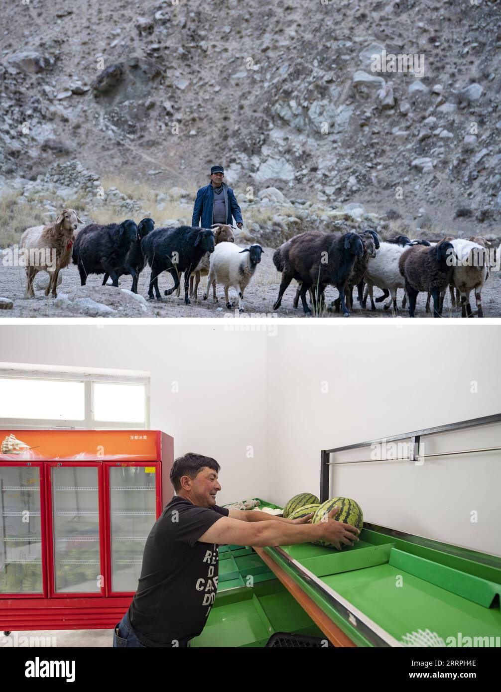 230325 -- TAXKORGAN, le 25 mars 2023 -- cette photo combinée montre Duri Jarman en train de se déplacer dans les montagnes du comté autonome tadjik de Taxkorgan le 16 novembre 2018 ci-dessus et en organisant des pastèques pour les vendre à son magasin du village d'Aimin le 24 juin 2020. La vie du berger Duri Jarman est étroitement liée à deux endroits : le village d'Ak Toga Langar, niché au fond des montagnes du comté autonome tadjik de Taxkorgan, et le village d'Aimin, situé près du siège du comté. Duri, maintenant âgée de 52 ans, a vécu 47 ans dans le village d'Ak Toga Langar. À l'hiver 2018, sa famille a bénéficié du Banque D'Images
