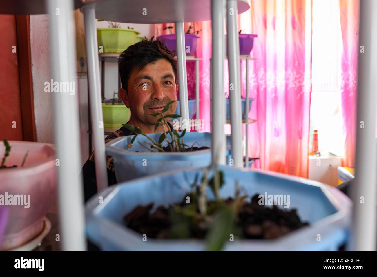 230325 -- TAXKORGAN, le 25 mars 2023 -- Duri Jarman vérifie dendrobium officinale planté à son domicile dans le village d'Aimin du comté autonome tadjik de Taxkorgan, région autonome ouïgour du Xinjiang, au nord-ouest de la Chine, le 26 juin 2019. La vie du berger Duri Jarman est étroitement liée à deux endroits : le village d'Ak Toga Langar, niché au fond des montagnes du comté autonome tadjik de Taxkorgan, et le village d'Aimin, situé près du siège du comté. Duri, maintenant âgée de 52 ans, a vécu 47 ans dans le village d'Ak Toga Langar. Au cours de l'hiver 2018, sa famille a bénéficié de la politique de relocalisation pour réduire la pauvreté Banque D'Images