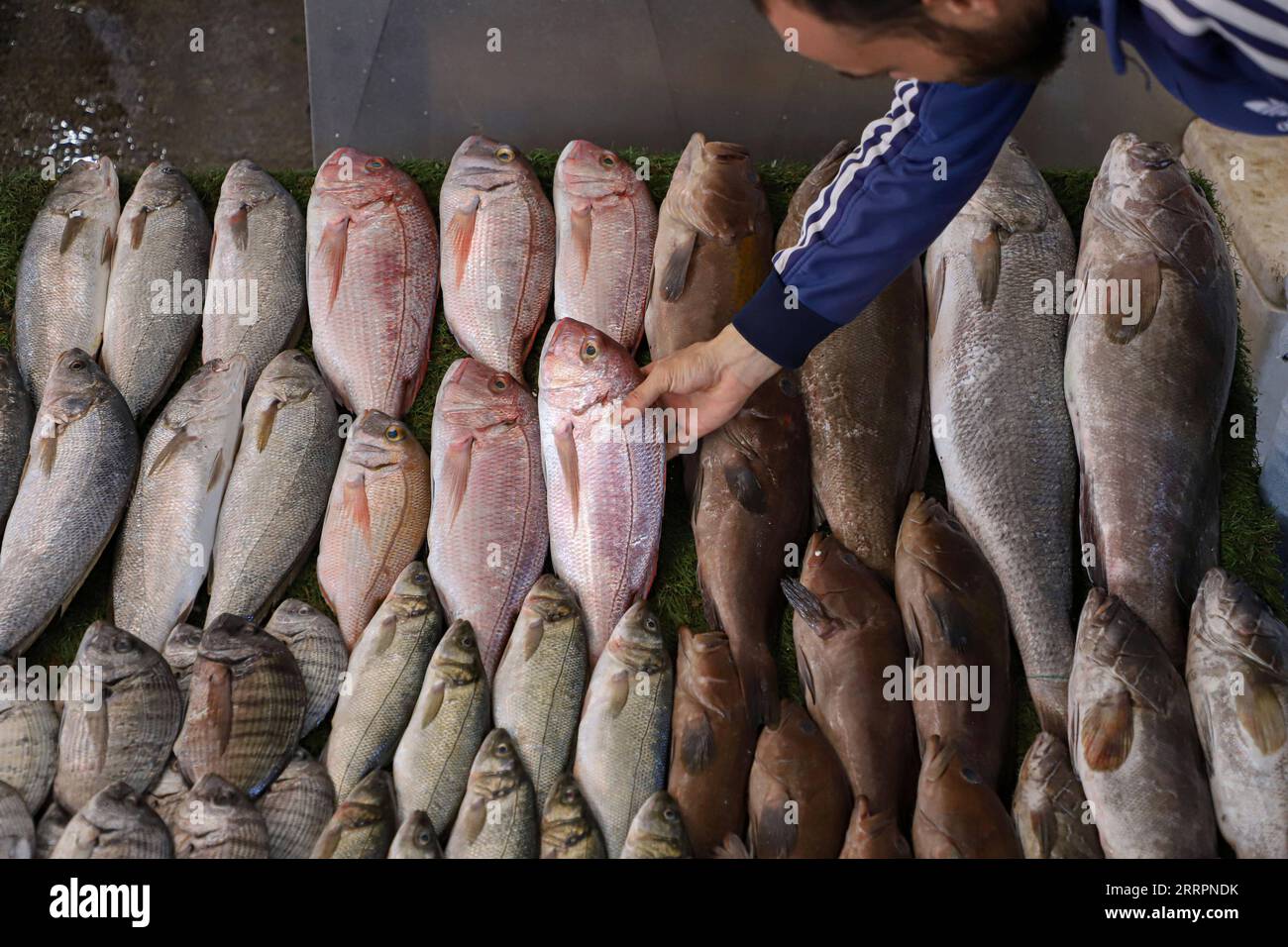 230404 -- GAZA, le 4 avril 2023 -- Un pêcheur palestinien expose du poisson frais lors de la criée quotidienne sur un marché aux poissons de la ville de Gaza, le 4 avril 2023. Photo de /Xinhua MIDEAST-GAZA CITY-DAILY LIFE-FISH RizekxAbdeljawad PUBLICATIONxNOTxINxCHN Banque D'Images