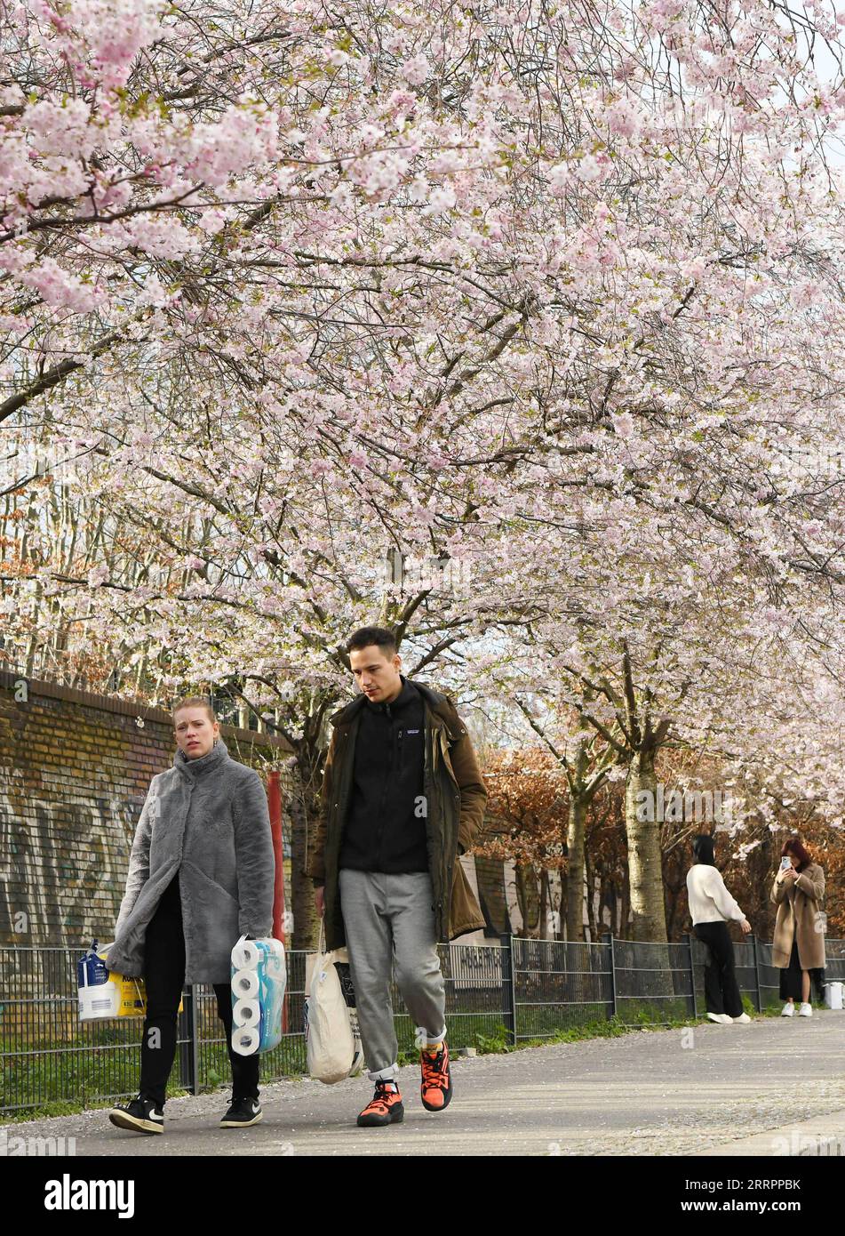 Berlin, Kirschblüte 230406 -- BERLIN, le 6 avril 2023 -- les gens marchent sous les cerisiers en fleurs à Berlin, Allemagne, le 5 avril 2023. ALLEMAGNE-BERLIN-CERISIER EN FLEUR RenxPengfei PUBLICATIONxNOTxINxCHN Banque D'Images