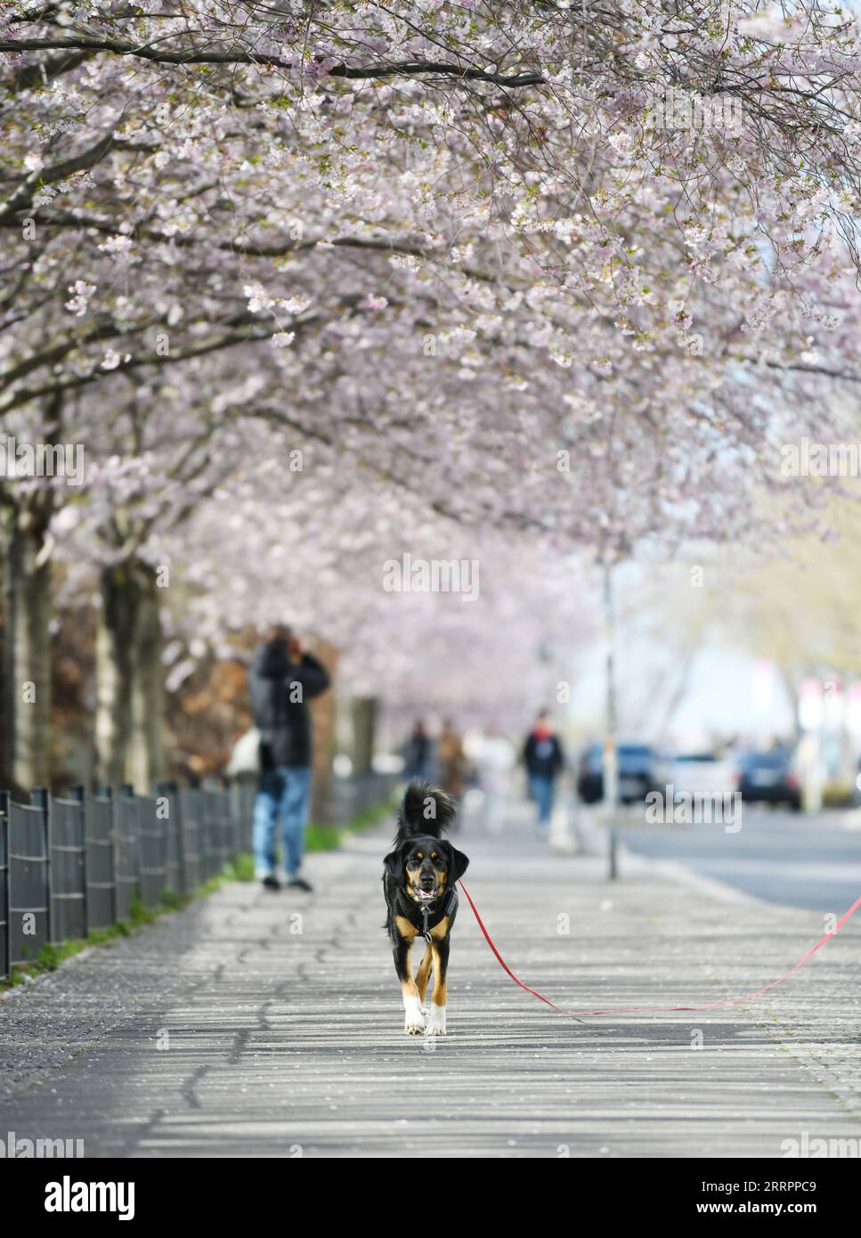 Berlin, Kirschblüte 230406 -- BERLIN, le 6 avril 2023 -- Un chien marche sous les cerisiers en fleurs à Berlin, Allemagne, le 5 avril 2023. ALLEMAGNE-BERLIN-CERISIER EN FLEUR RenxPengfei PUBLICATIONxNOTxINxCHN Banque D'Images