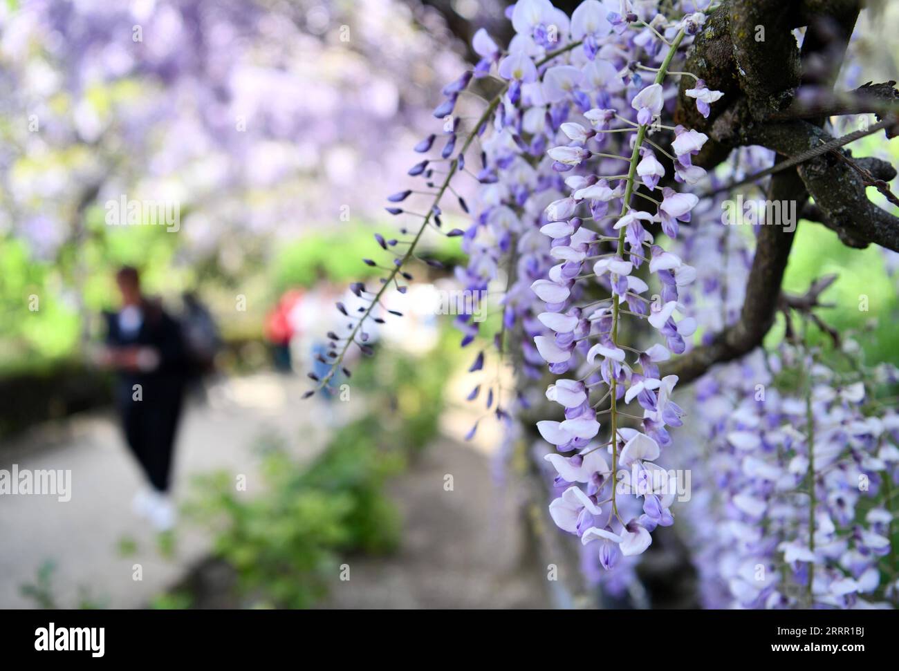 230424 -- FLORENCE ITALIE, le 24 avril 2023 -- une photo prise le 24 avril 2023 montre des fleurs de Wisteria à la Villa Bardini à Florence, en Italie. ITALIE-FLORENCE-WISTERIA-BLOOM JinxMamengni PUBLICATIONxNOTxINxCHN Banque D'Images