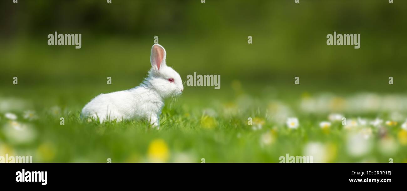 Drôle petit lapin blanc sur l'herbe verte de printemps avec des fleurs. Concept de ferme Banque D'Images