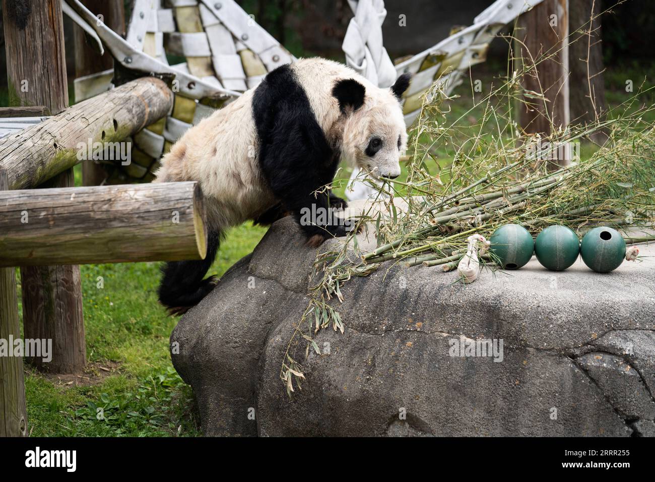 230426 -- MEMPHIS, le 26 avril 2023 -- cette photo prise le 25 avril 2023 montre le panda géant ya ya au zoo de Memphis, aux États-Unis. Le panda géant femelle ya ya ya a quitté le zoo de Memphis ici mercredi matin pour un vol de retour en Chine. Le départ de ya ya ya est venu après 20 ans de séjour au zoo de Memphis, Tennessee. Comme convenu par les parties chinoise et américaine, elle embarquera dans un avion pour Shanghai. US-MEMPHIS-GÉANT PANDA YA YA-CHINE-RETOUR LIUXJIE PUBLICATIONXNOTXINXCHN Banque D'Images