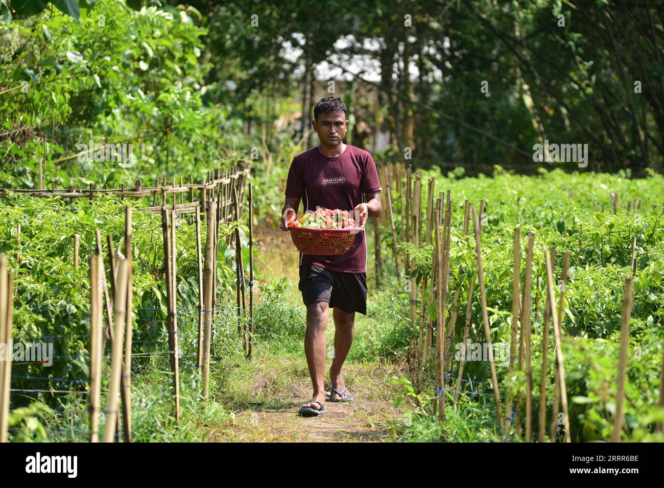 230508 -- ASSAM, le 8 mai 2023 -- Un agriculteur récolte des poivrons fantômes dans le district de Nagaon, dans l État d Assam, au nord-est de l Inde, le 8 mai 2023. Str/Xinhua INDIA-ASSAM-NAGAON-GHOST PEPPER-HARVEST JavedxDar PUBLICATIONxNOTxINxCHN Banque D'Images