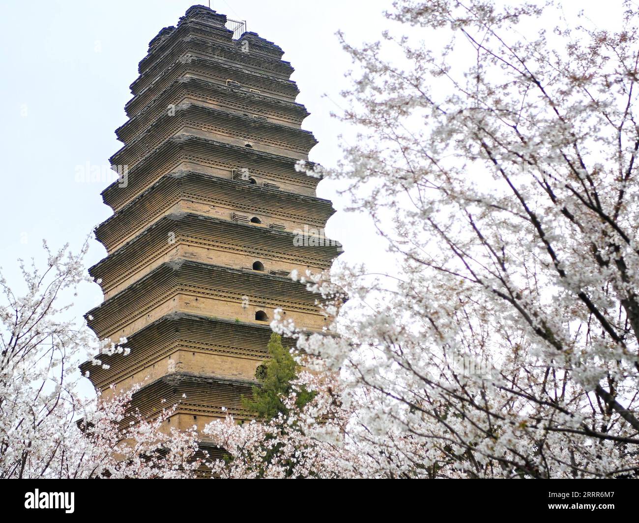 230509 -- XI AN, le 9 mai 2023 -- cette photo prise le 15 mars 2023 montre la petite pagode de l'OIE sauvage au milieu de fleurs en fleurs à Xi an, dans la province du Shaanxi du nord-ouest de la Chine. Xi an, une ville avec plus de 3 100 ans d'histoire, a servi de capitale pour 13 dynasties dans l'histoire chinoise. Il abrite également les guerriers en terre cuite de renommée mondiale créés sous la dynastie Qin 221-207 av. J.-C.. Située au temple Jianfu, la petite pagode de l'OIE sauvage a été construite dans la période Jinglong 701-710 pendant le règne de l'empereur Zhongzong de la dynastie Tang 618-907 pour stocker les sutras bouddhistes apportés par le moine Yi Jing. Photo par Banque D'Images