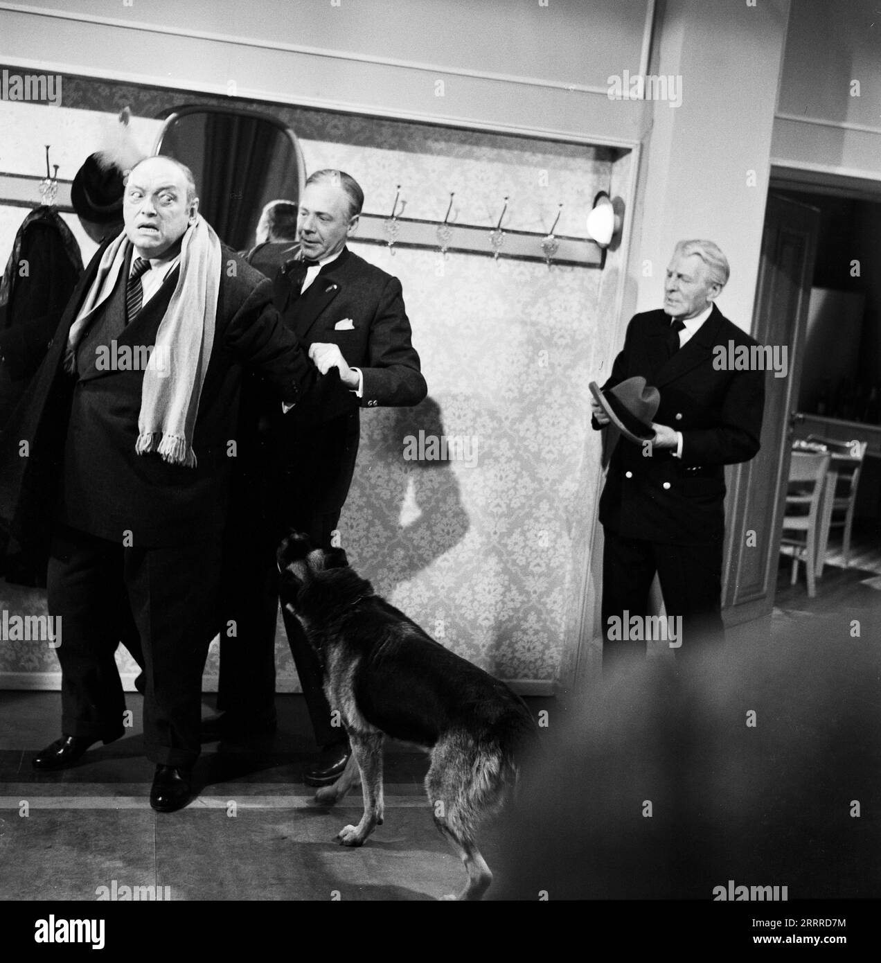 Sturm im Wasserglas, Spielfilm nach dem Bühnenstück von Bruno Frank, Deutschland 1960, Regie : Josef von Baky, Darsteller : Willy Rösner (liens) wird vom Schäferhund gekniffen beim Ablegen des Mantels. Banque D'Images