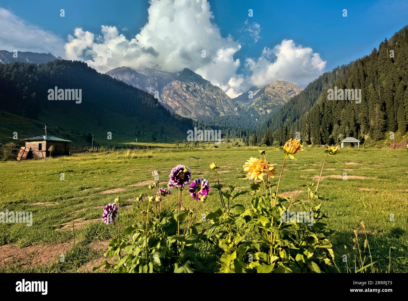 Fleurs dans la vallée d'Aru, Pahalgam, Cachemire, Inde Banque D'Images