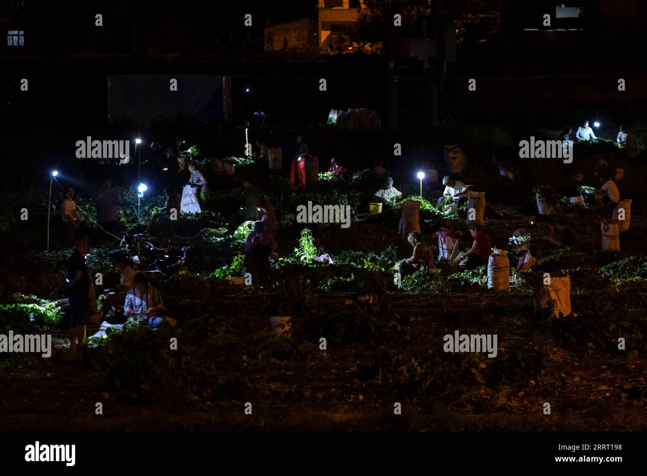 230622 -- CHENGDU, le 22 juin 2023 -- les agriculteurs récoltent du soja vert dans les champs de nuit à Guancang, dans le comté de Jintang, à Chengdu, dans la province du Sichuan du sud-ouest de la Chine, le 19 juin 2023. Guancang Community est un centre de production agricole dans le comté de Jintang de Chengdu, avec une production annuelle de soja vert de 82 000 tonnes et une production de valeur annuelle de 320 millions de yuans environ 44,57 millions de dollars américains. Le soja vert local est entré dans la saison de récolte ces derniers jours, qui sont envoyés des champs aux tables des gens à travers une série de transformation en une demi-journée. CHINE-SICHUAN-CHENGDU-SOJA VERT Banque D'Images