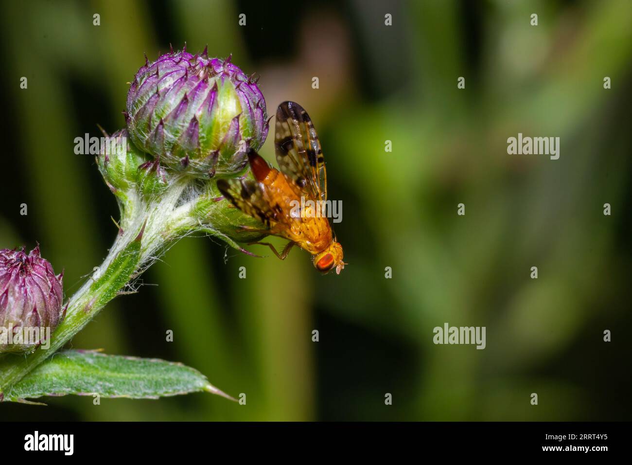 Macro d'une mouche des fruits Xyphosia miliaria de la famille des Tephritidae sur une fleur de budrock. Banque D'Images