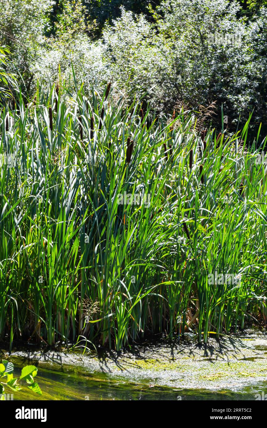 Typha latifolia, Bulrush. Queue de cochon, drapeau blackamoor. torche à eau reed mace. Banque D'Images