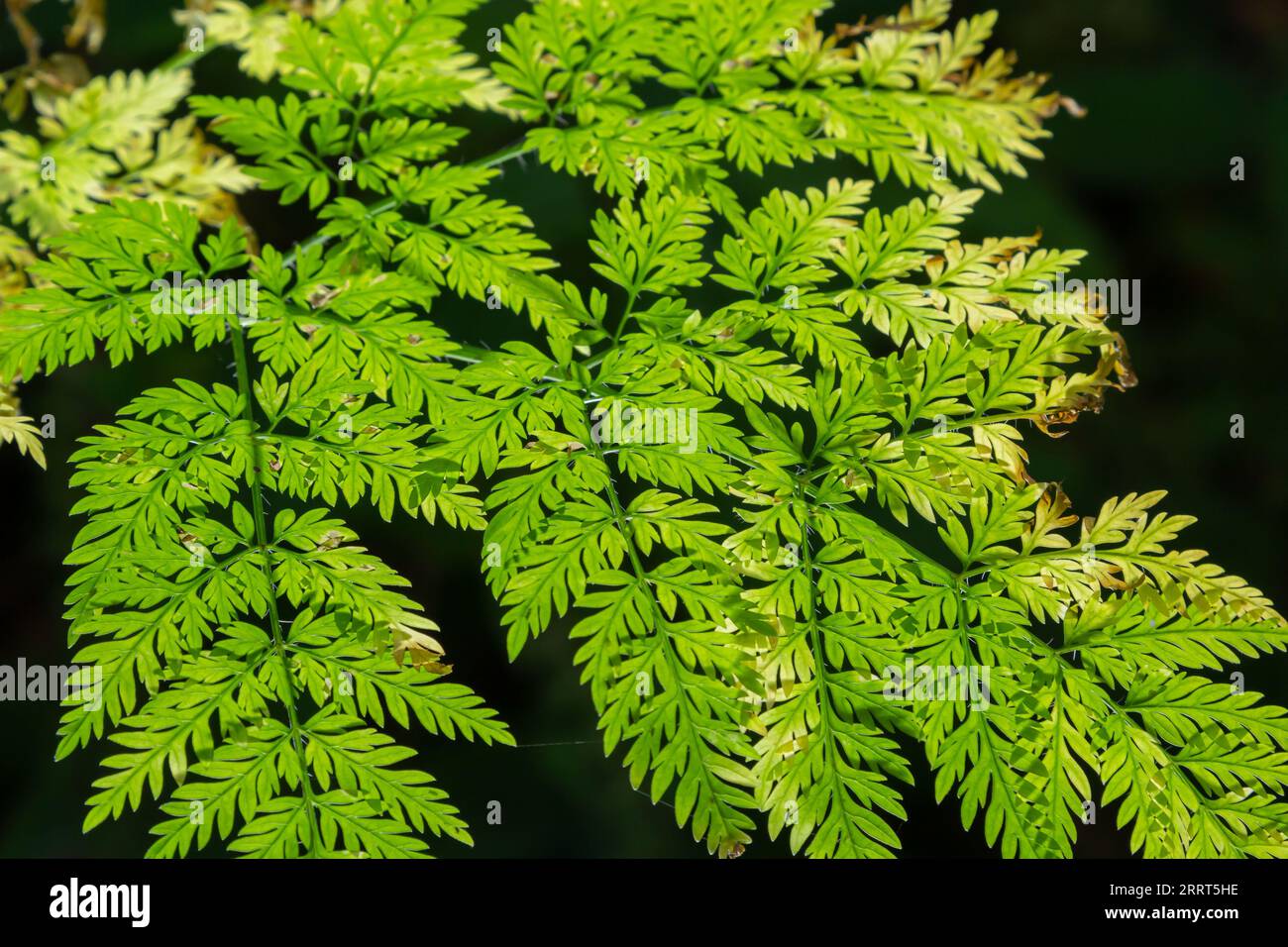 Feuilles vertes à motifs d'une plante Conium maculatum au soleil en automne macros, vue de dessus, texture. Banque D'Images