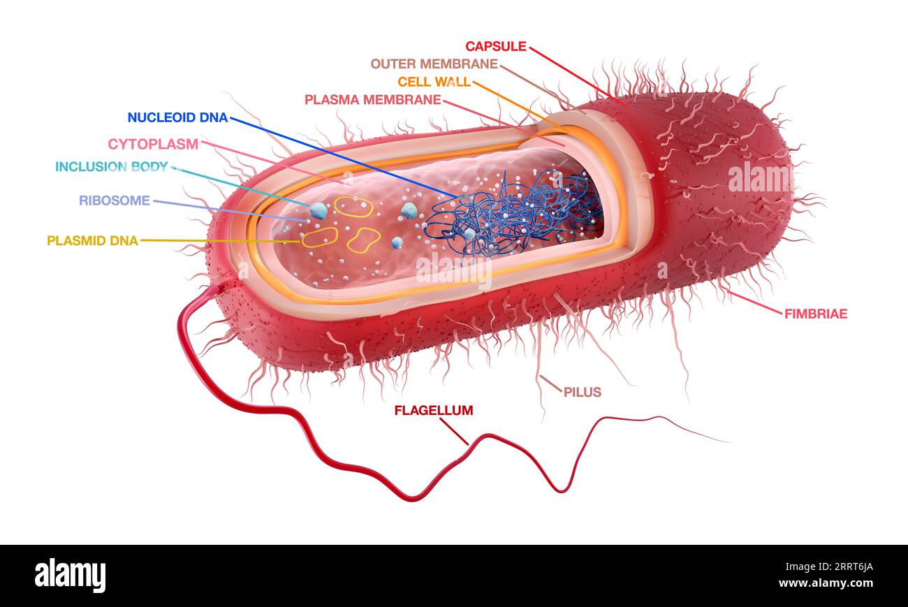Bactérie Gram négatif en forme de bâtonnet, illustration Banque D'Images
