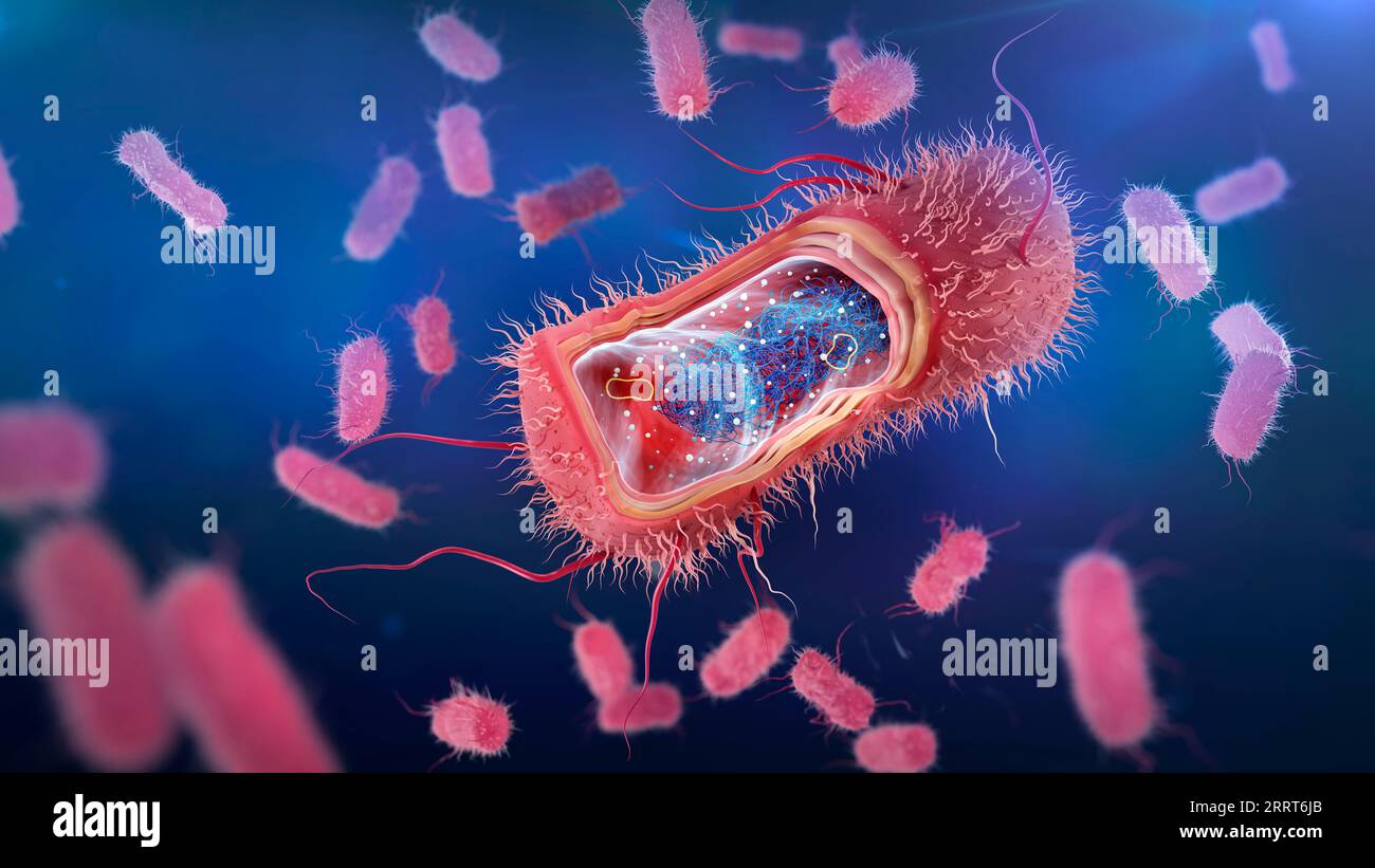 Anatomie d'Escherichia coli, illustration Banque D'Images