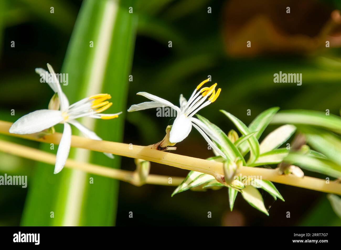 Sydney Australie, délicate fleur blanche d'un chlorophytum comosum également connu sous le nom de plante araignée Banque D'Images