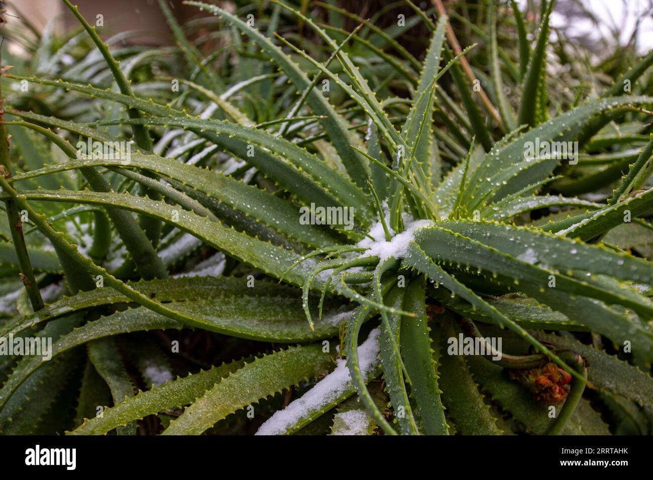 230710 -- JOHANNESBURG, le 10 juillet 2023 -- la neige tombe sur les usines de Houghton, à Johannesburg, en Afrique du Sud, le 10 juillet 2023. AFRIQUE DU SUD-JOHANNESBURG-NEIGE ZhangxYudong PUBLICATIONxNOTxINxCHN Banque D'Images