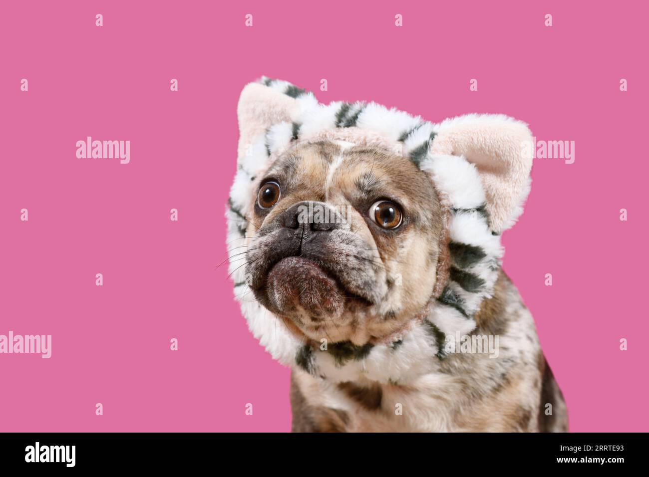 Merle chien Bulldog français avec bandeau costume de chat sur fond rose Banque D'Images